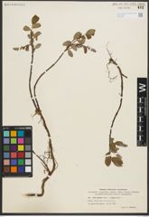 Foto von Salix pulchra Cham. x Salix reptans Rupr.